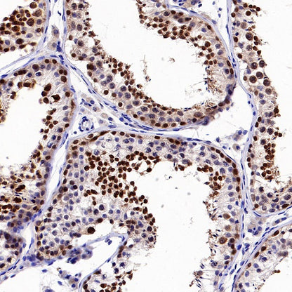 MYG1 Recombinant Rabbit mAb (S-2248-25)