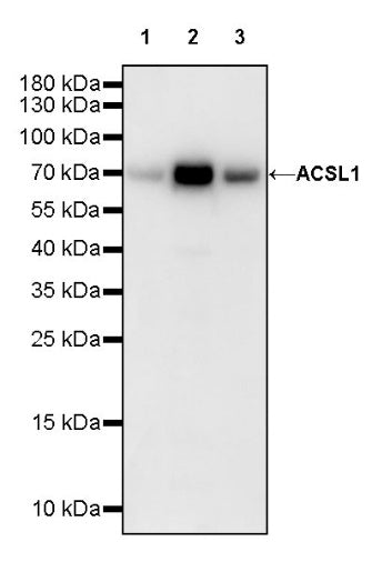 ACSL1 Recombinant Rabbit mAb (S-811-150)