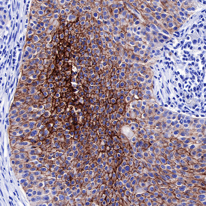 S-RMab® GLUT1 Recombinant Rabbit mAb (SDT-047-53)