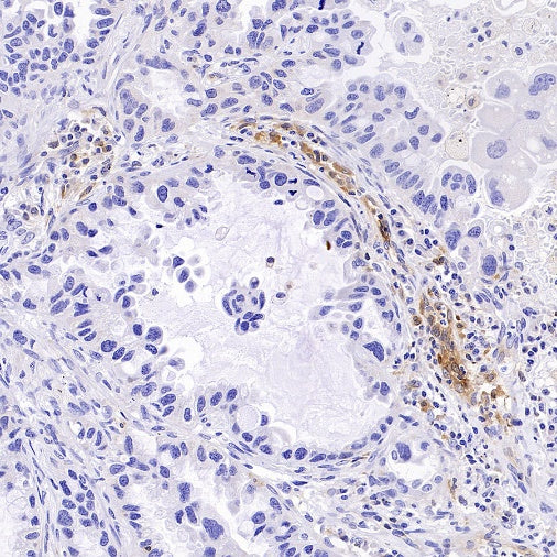GBP5 Rabbit Polyclonal Antibody