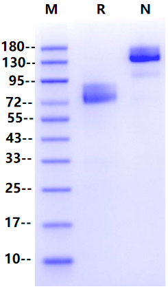 B7-2/CD86 Fc Chimera Protein, Human