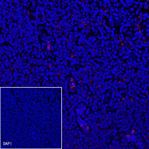CD68 Recombinant Rabbit mAb (Alexa Fluor® 555 Conjugate) (S-R025)