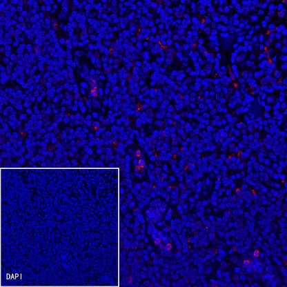 CD68 Recombinant Rabbit mAb (Alexa Fluor® 555 Conjugate) (S-R025)