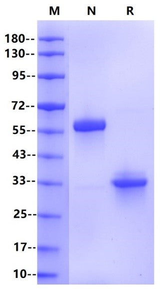 IgG1 Fc Protein, Human