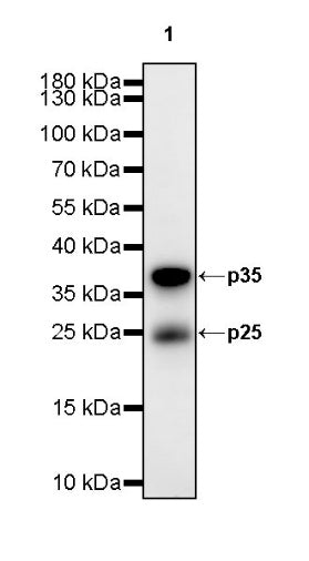 p35/25 Recombinant Rabbit mAb (S-2719-47)