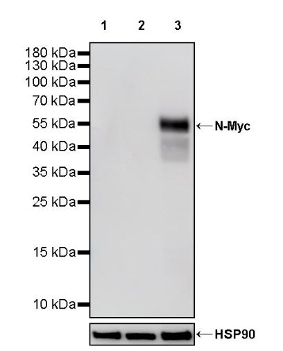 N-Myc Recombinant Rabbit mAb (S-2729-50)