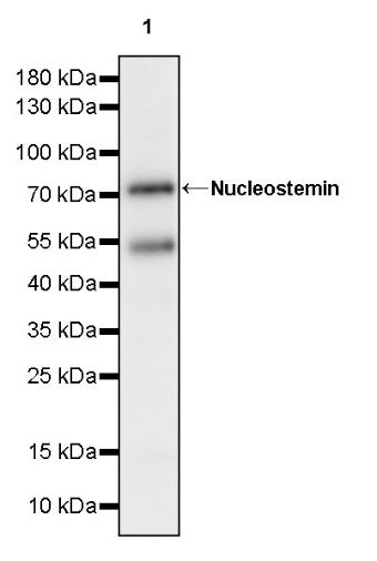 Nucleostemin Recombinant Rabbit mAb (S-1888-40)