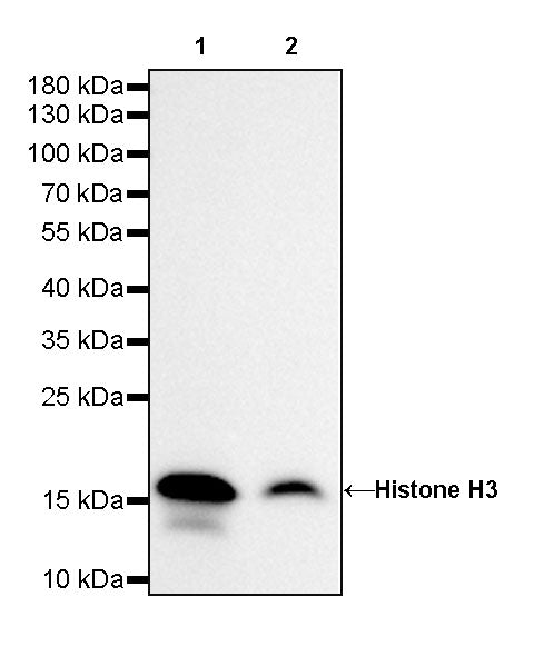 Histone H3 Recombinant Rabbit mAb (SDT-266-44)