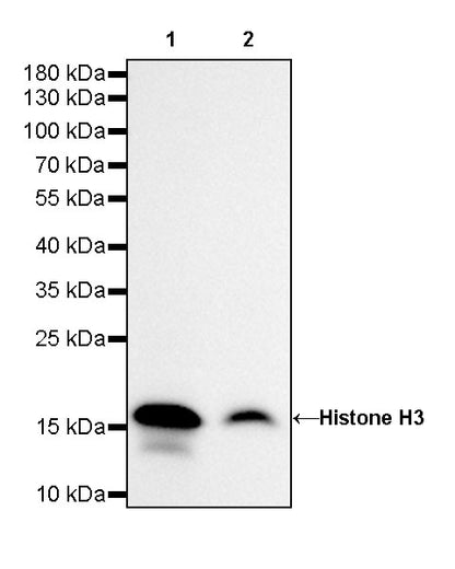 Histone H3 Recombinant Rabbit mAb (SDT-266-44)
