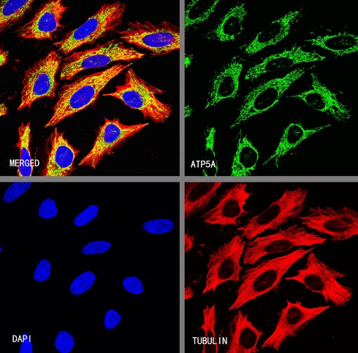ATP5A Rabbit Polyclonal Antibody