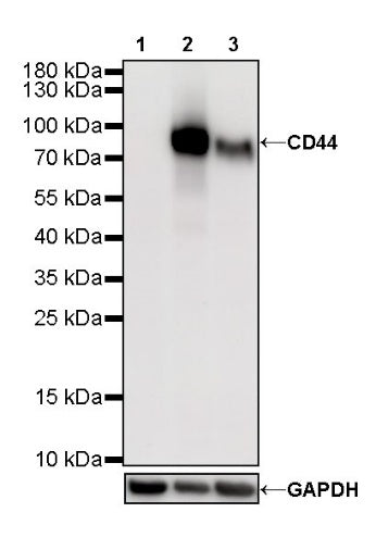 CD44 Recombinant Rabbit mAb (SDT-R107)
