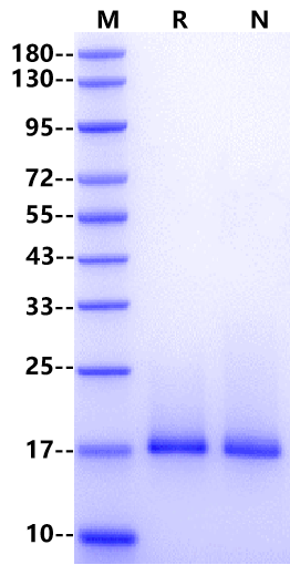 IL-18 Protein, Mouse