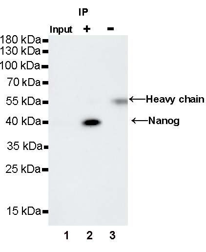 Nanog Recombinant Rabbit mAb (S-1823-8)