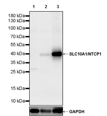 SLC10A1/NTCP1 Recombinant Rabbit mAb (S-2844-23)