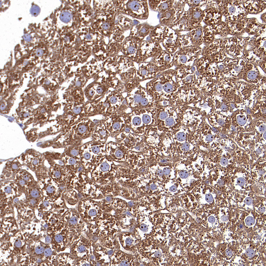 TRFE Rabbit Polyclonal Antibody