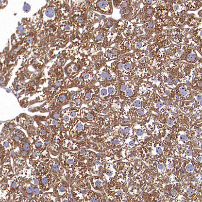 TRFE Rabbit Polyclonal Antibody