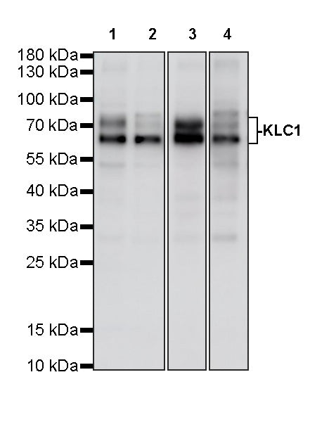 KLC1 Recombinant Rabbit mAb (S-4556-17)