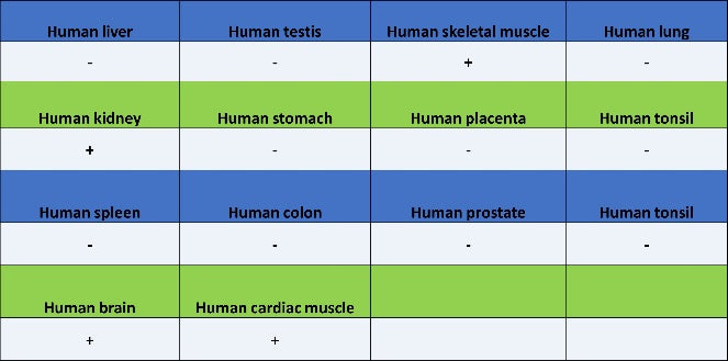 Synaptopodin Recombinant Rabbit mAb (SDT-3331-4)
