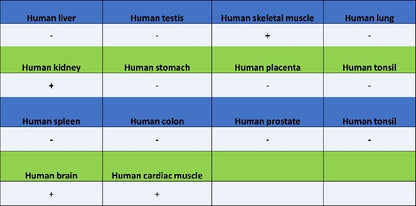 Synaptopodin Recombinant Rabbit mAb (SDT-3331-4)