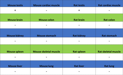 Inhibin alpha Recombinant Rabbit mAb (SDT-3212-24)