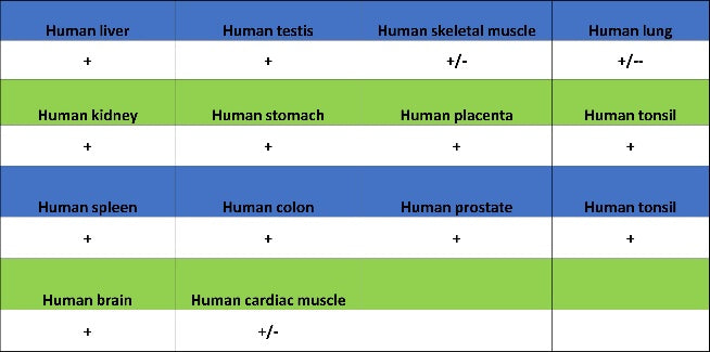 Clathrin heavy chain Recombinant Rabbit mAb (S-1690-25)