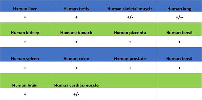 Clathrin heavy chain Recombinant Rabbit mAb (S-1690-25)