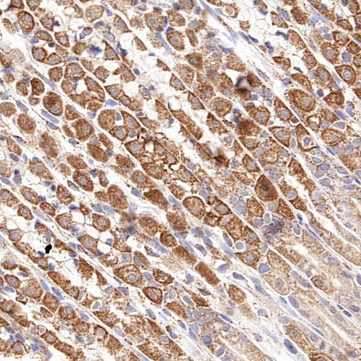 Thioredoxin/TRX Recombinant Rabbit mAb (S-1862-26)