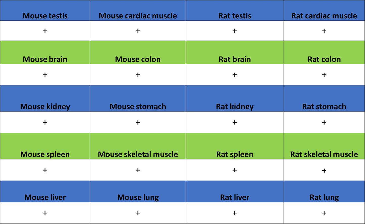 CAPRIN1 Mouse mAb