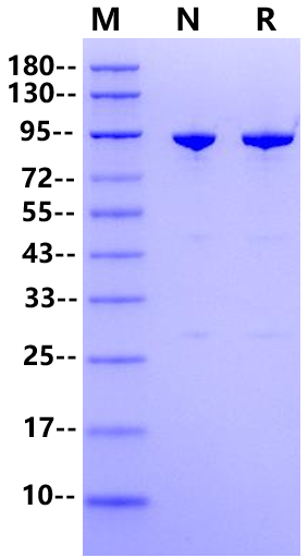 Endo-glycosidase S2