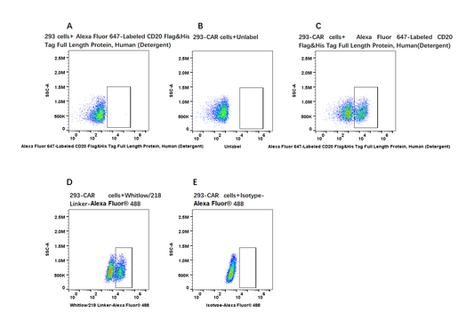 Alexa Fluor 647-Labeled CD20 Flag&His Tag Full Length Protein, Human (Detergent)