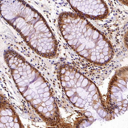 Hint1 Recombinant Rabbit mAb (S-2693-67)