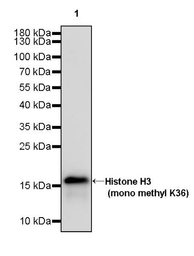 Histone H3 (mono methyl K36) Recombinant Rabbit mAb (S-R396)