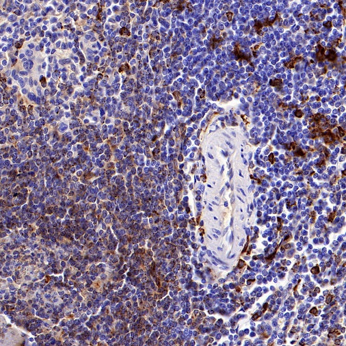 HLA-DRB1 Recombinant Rabbit mAb (SDT-R253)