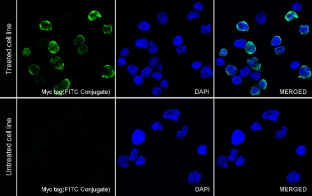 Myc tag Recombinant Rabbit mAb (FITC Conjugate) (S-114-13)