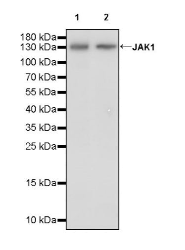 JAK1 Recombinant Rabbit mAb (S-1819-142)