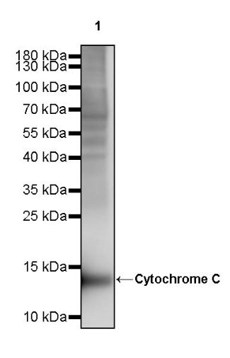 Cytochrome C Recombinant Rabbit mAb (S-2422-56)