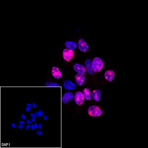 Ki67 Recombinant Rabbit mAb (Alexa Fluor® 555 Conjugate) (SDT-R459)