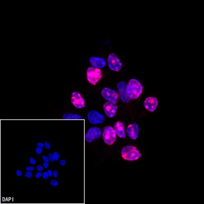 Ki67 Recombinant Rabbit mAb (Alexa Fluor® 555 Conjugate) (SDT-R459)