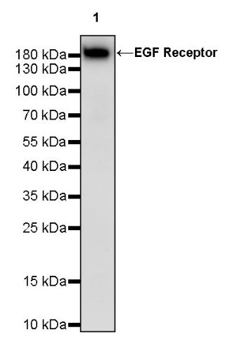 EGFR Rabbit Polyclonal Antibody