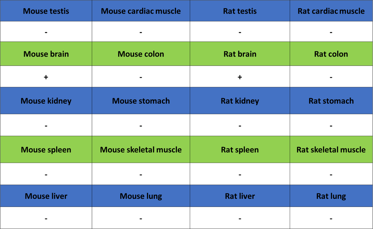 CaV2.3 (CACNA1E) Recombinant Rabbit mAb (S-3244-59)