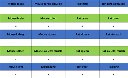 CaV2.3 (CACNA1E) Recombinant Rabbit mAb (S-3244-59)