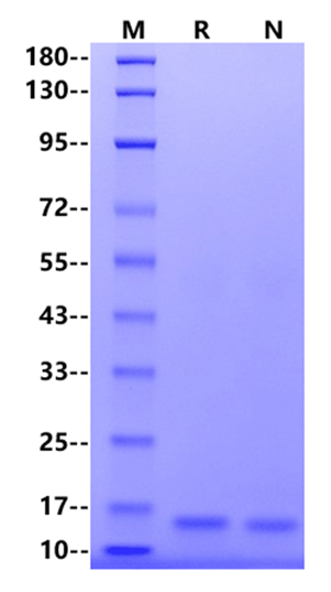 IL-3 Protein, Human