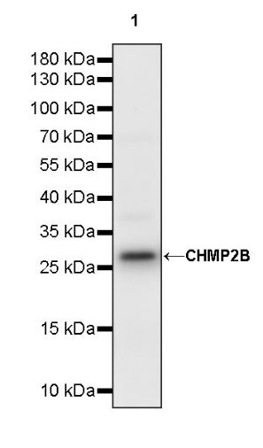 CHMP2B Recombinant Rabbit mAb (S-1639-20)
