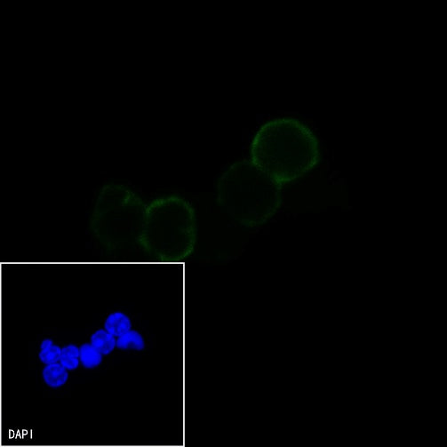 CD69 Rat mAb (S-878-22)