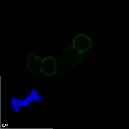 CD69 Rat mAb (S-878-22)
