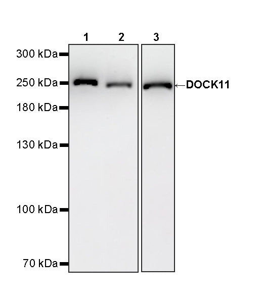 DOCK11 Recombinant Rabbit mAb (S-4420-57)