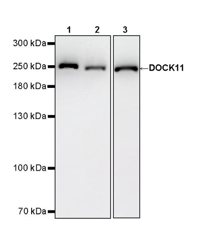 DOCK11 Recombinant Rabbit mAb (S-4420-57)