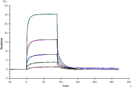 DLL-4 Fc Chimera Protein, Human