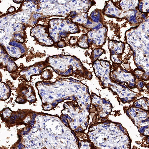 VISTA Recombinant Rabbit mAb (S-1469-72)