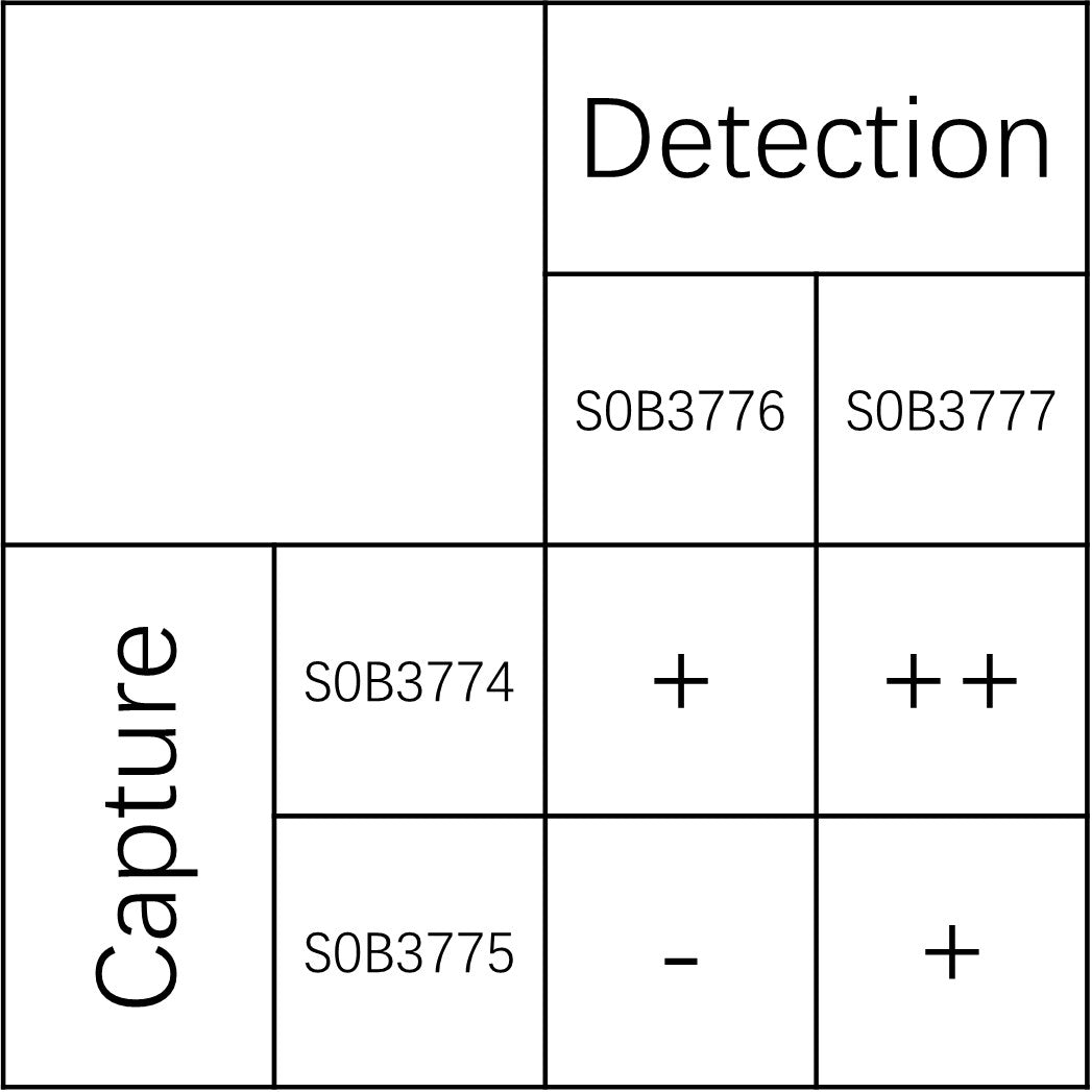 GAP43 Recombinant Rabbit mAb (SDT-3733-16)